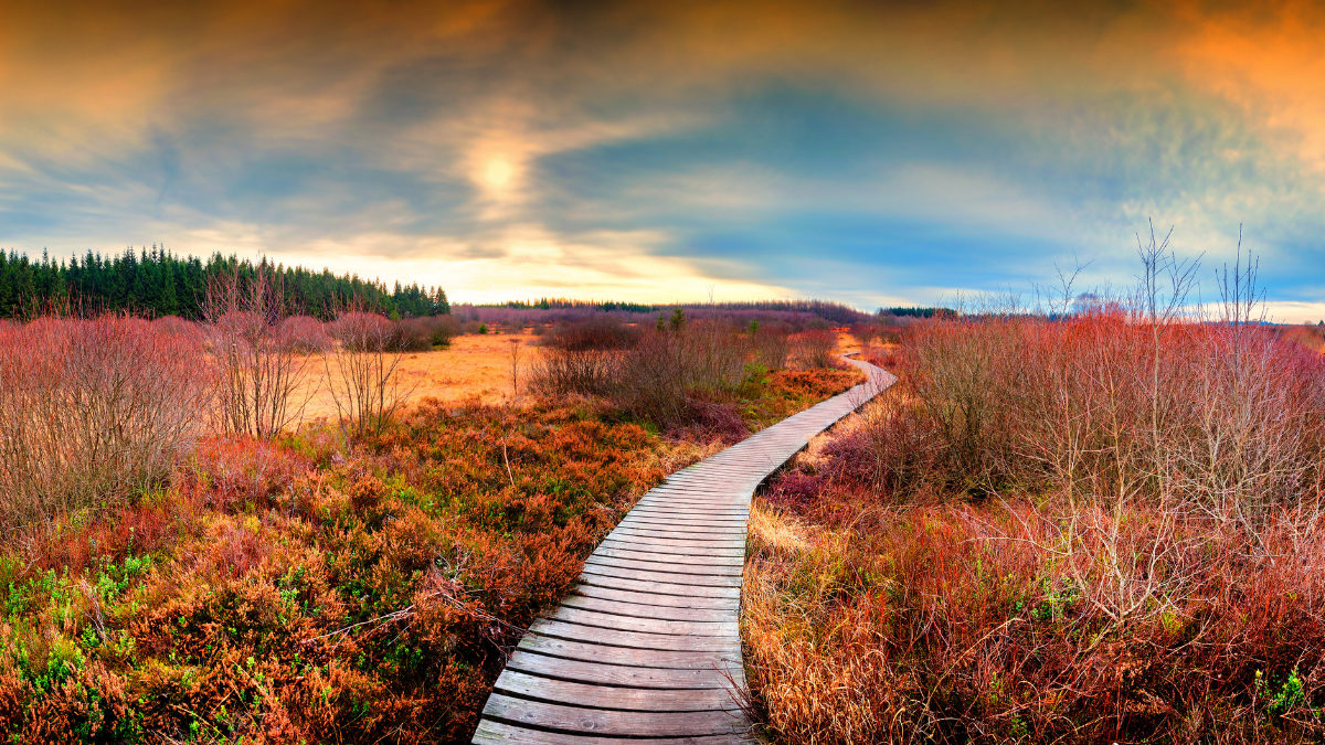 Charting the Path to a Healthy Planet