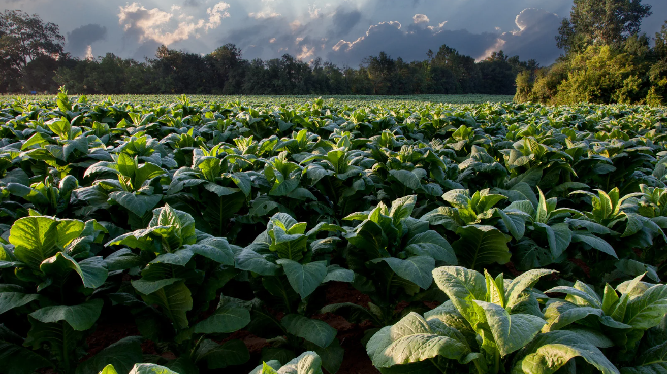 Green crops growing in a sunny field with clouds in the background.
