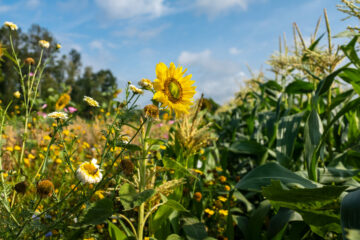 A strip of flowers growing next to crops