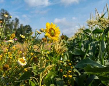 A strip of flowers growing next to crops