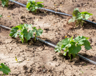 Plants growing on dry ground with an irrigation system in place