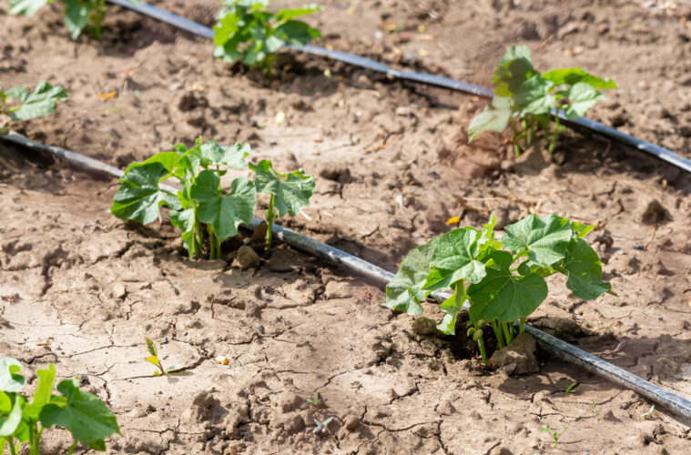 Plants growing on dry ground with an irrigation system in place