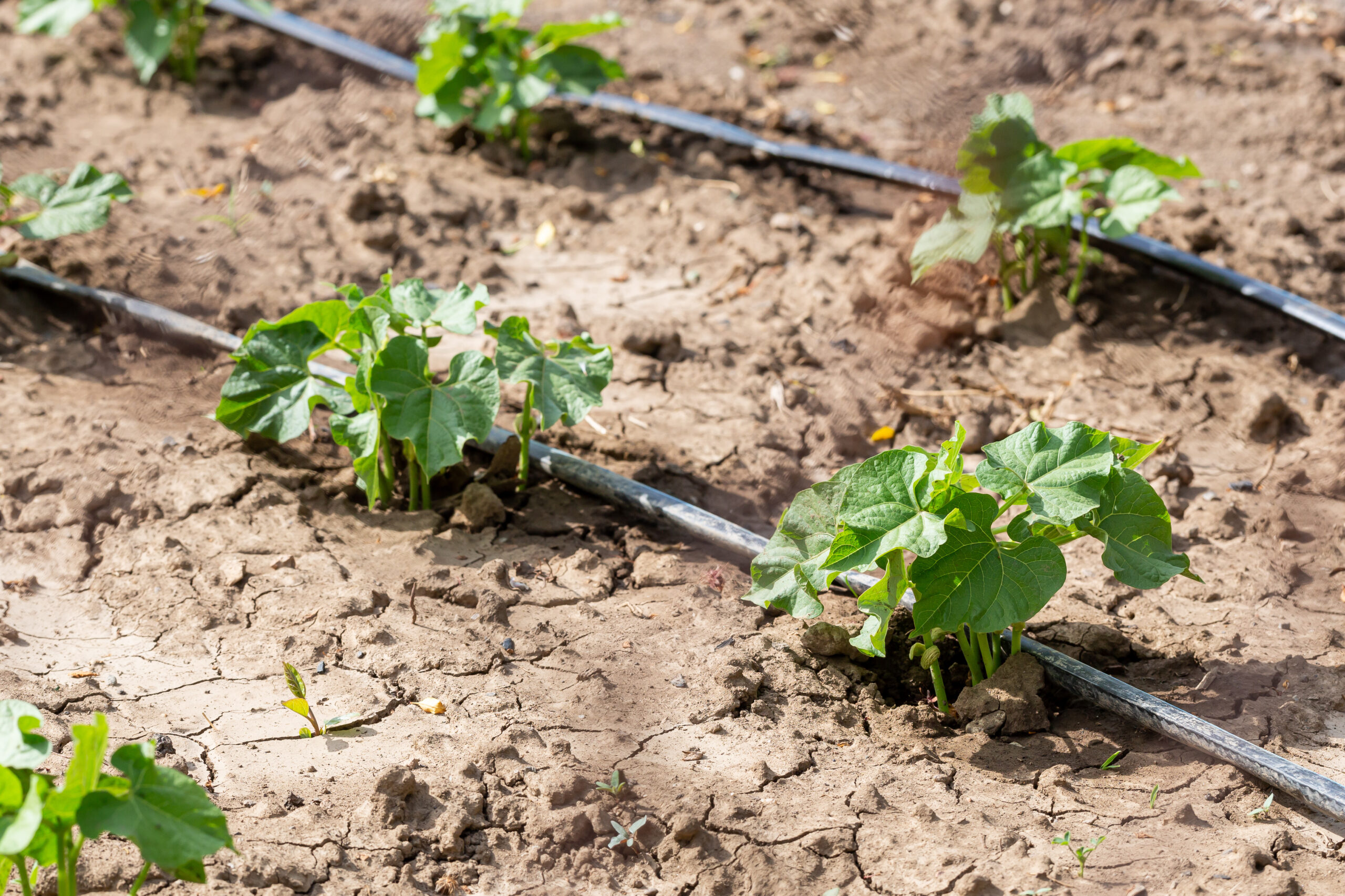 Plants growing on dry ground with an irrigation system in place