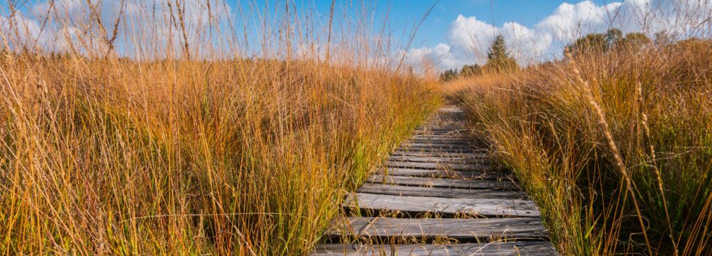 A bumpy wooden path through a peatland in Belgium