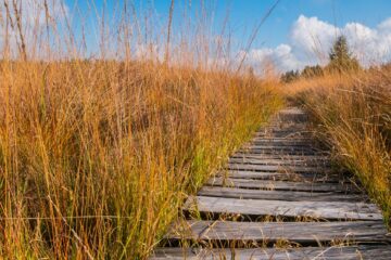 A bumpy wooden path through a peatland in Belgium