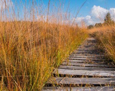 A bumpy wooden path through a peatland in Belgium