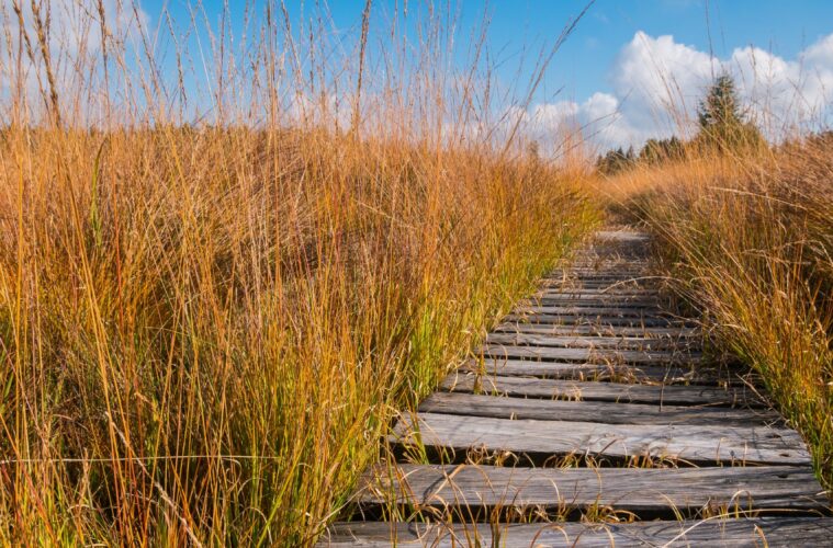 A bumpy wooden path through a peatland in Belgium