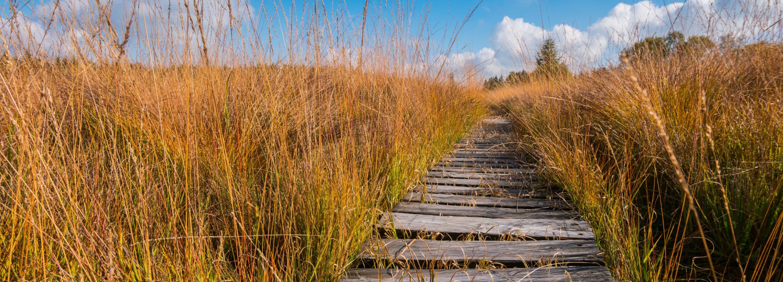 A bumpy wooden path through a peatland in Belgium