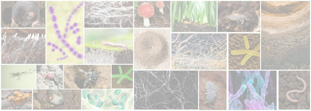 Selection of image illustrating the diversity of organisms that live in the soil