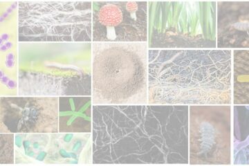 Selection of image illustrating the diversity of organisms that live in the soil