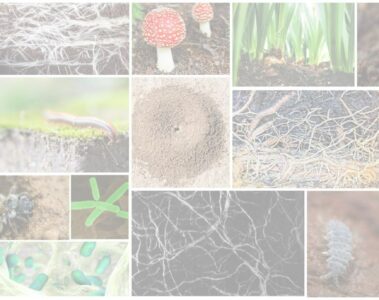 Selection of image illustrating the diversity of organisms that live in the soil