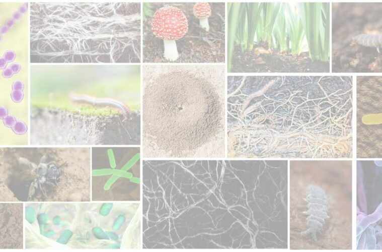 Selection of image illustrating the diversity of organisms that live in the soil