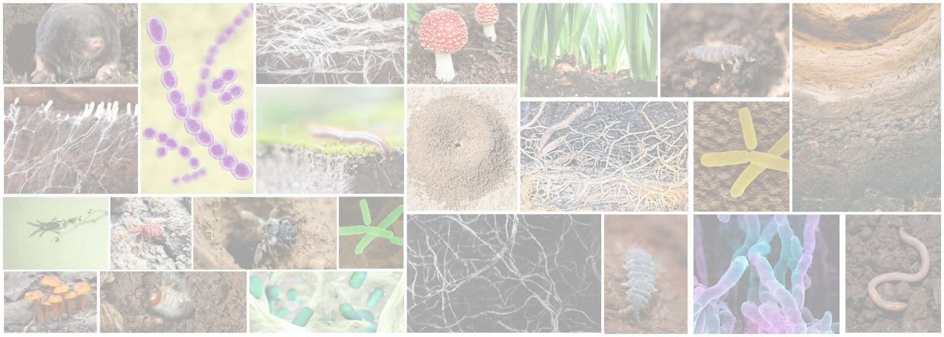 Selection of image illustrating the diversity of organisms that live in the soil