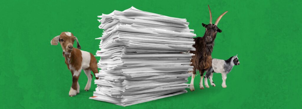 Goats peering around a pile of papers