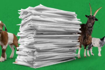 Goats peering around a pile of papers