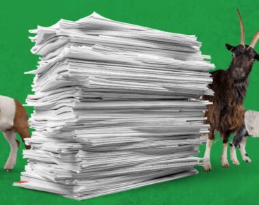 Goats peering around a pile of papers
