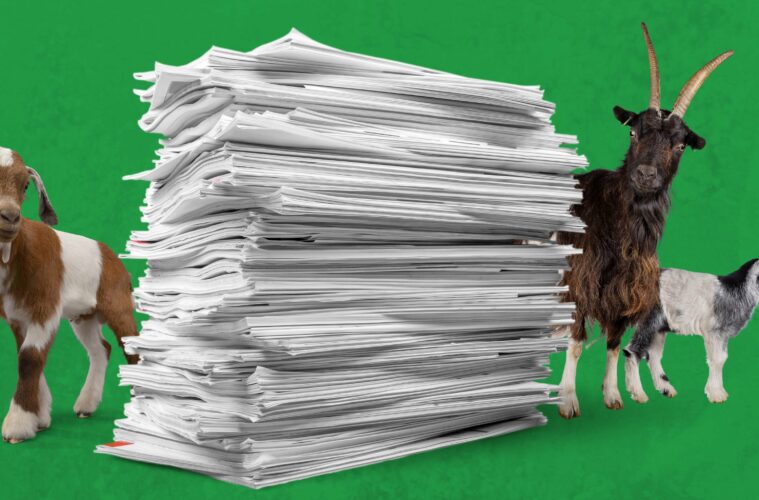 Goats peering around a pile of papers