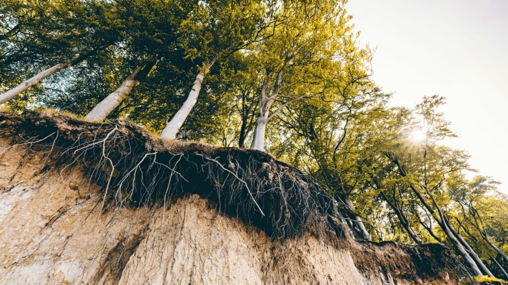 Trees growing out of soil which is eroding away.