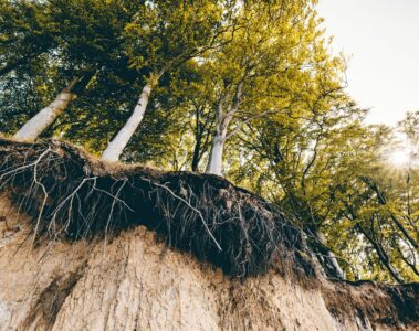 Trees growing out of soil which is eroding away.