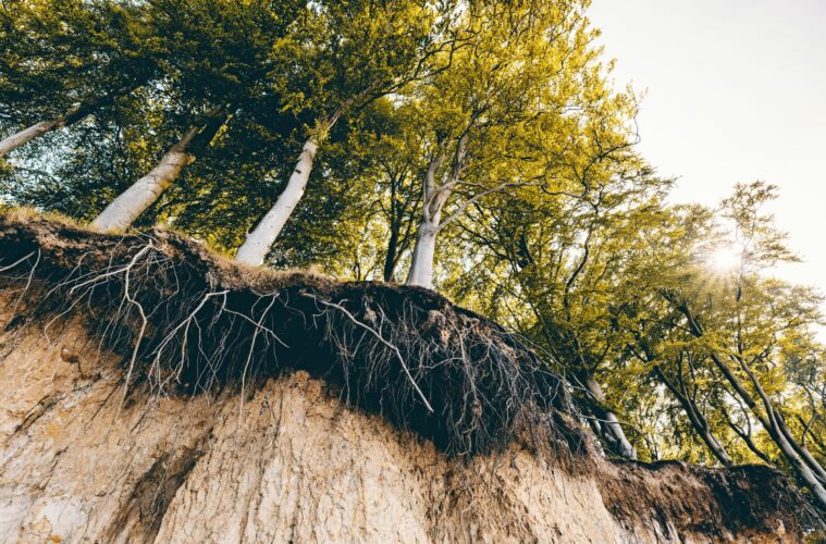 Trees growing out of soil which is eroding away.