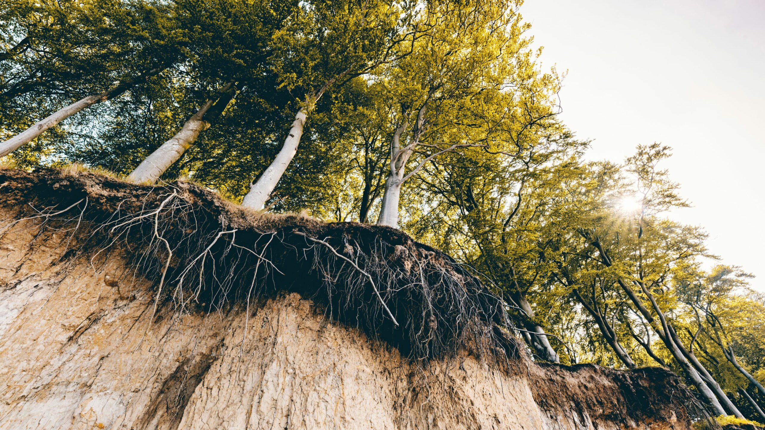 Trees growing out of soil which is eroding away.