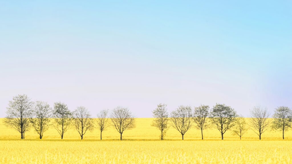 Field in Weimar, Germany