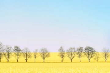 Field in Weimar, Germany