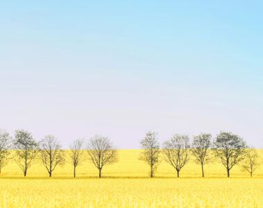 Field in Weimar, Germany