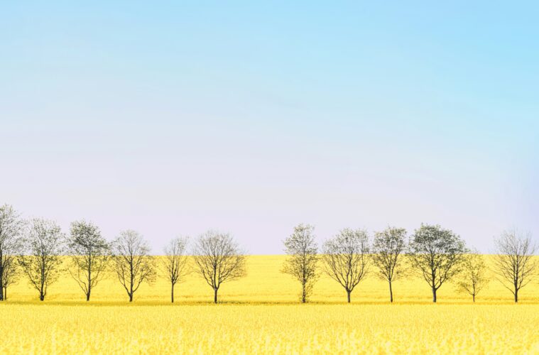Field in Weimar, Germany