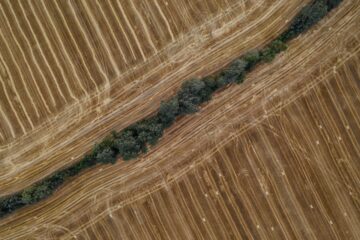Drone view of farmland in Poland. Intensive farming with thin strip of trees