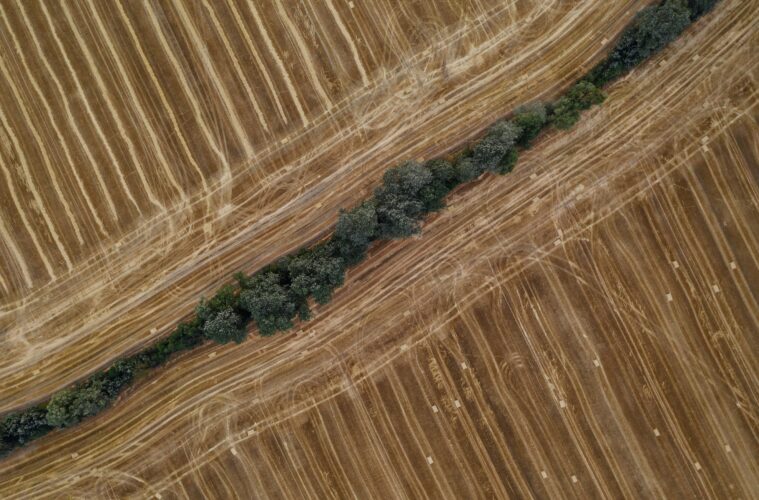 Drone view of farmland in Poland. Intensive farming with thin strip of trees
