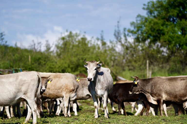 Veli Veli’s cows