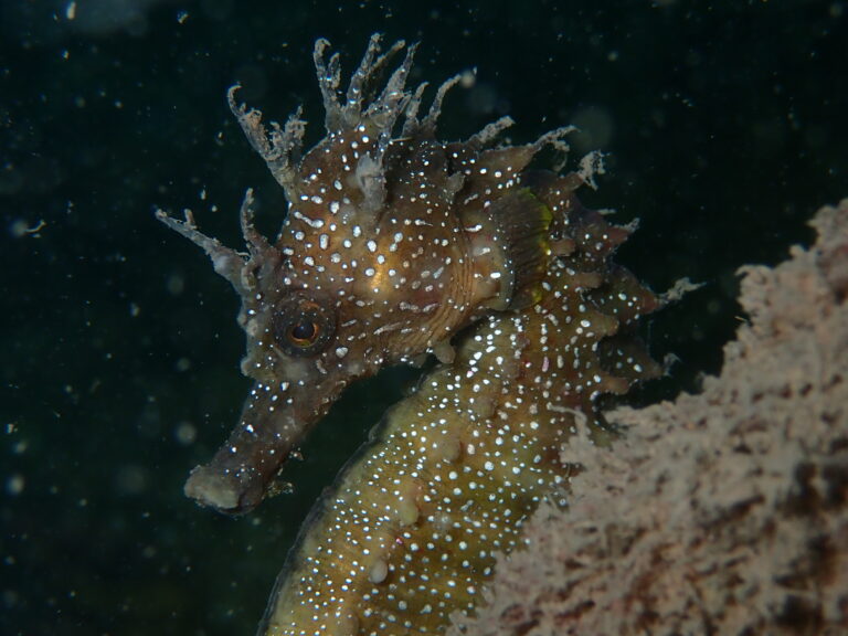 Short-snouted seahorse