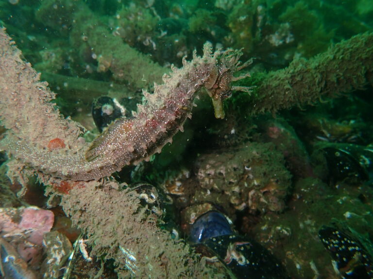 Seahorse