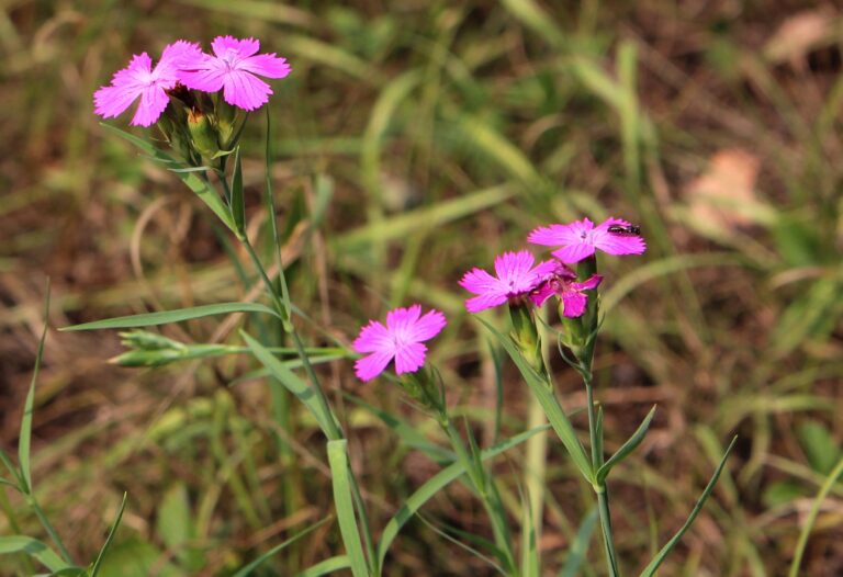 Dianthus collinus Hügelnelke (c) WWF Stelzhammer