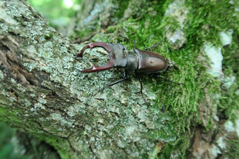 Stag Beetle (c) Karin Enzenhofer