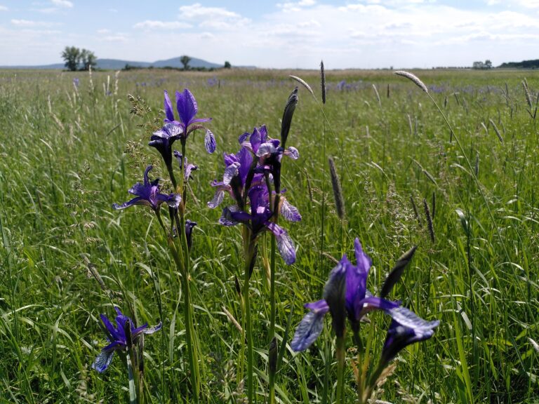 Iris sibirica (c) Michael Stelzhammer