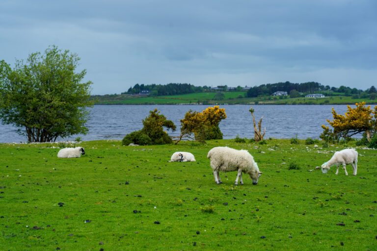 Agricultural pollution has a major impact on water quality