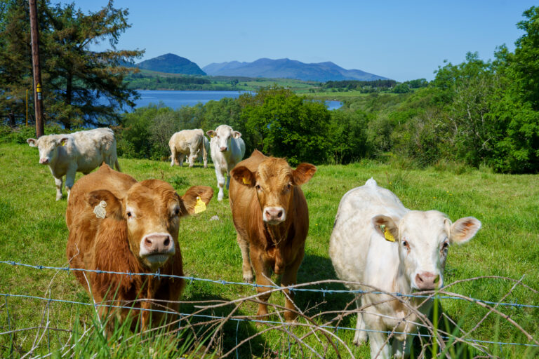 Agricultural pollution has a major impact on water quality