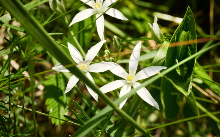Ornithogalum umbellatum