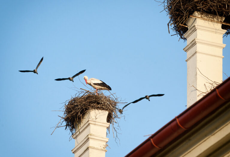 The White Stork