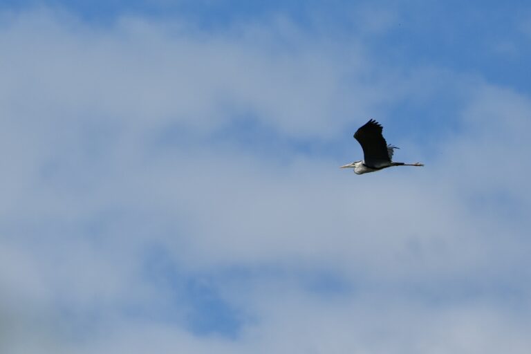 Vulture feeding sites