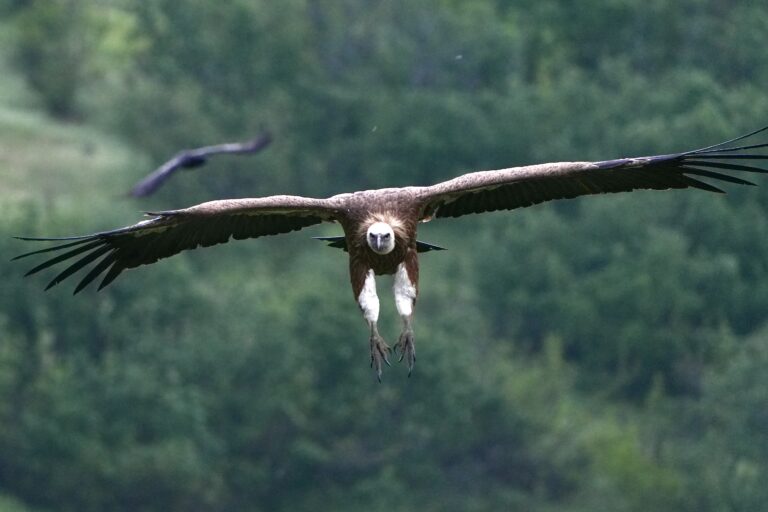 Vulture feeding sites