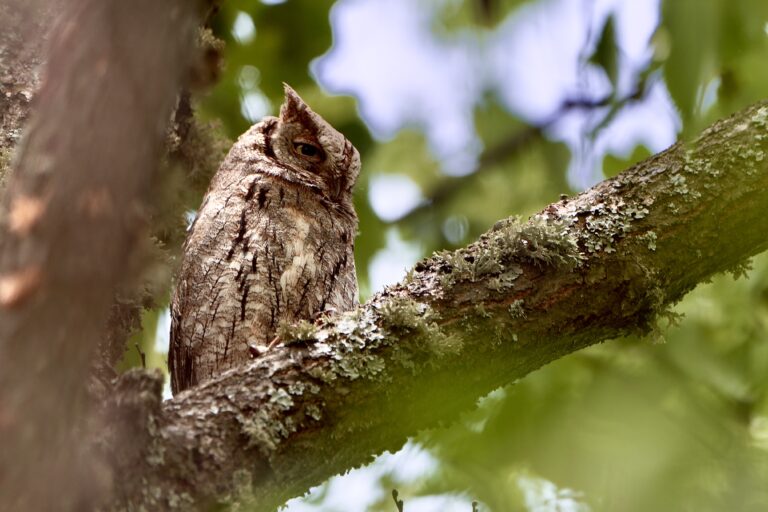 Eurasian Scops Owl
