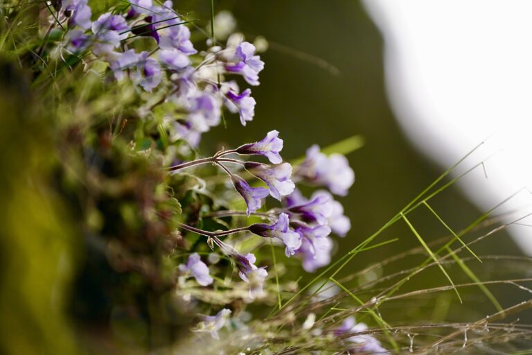 Orpheus Flower
