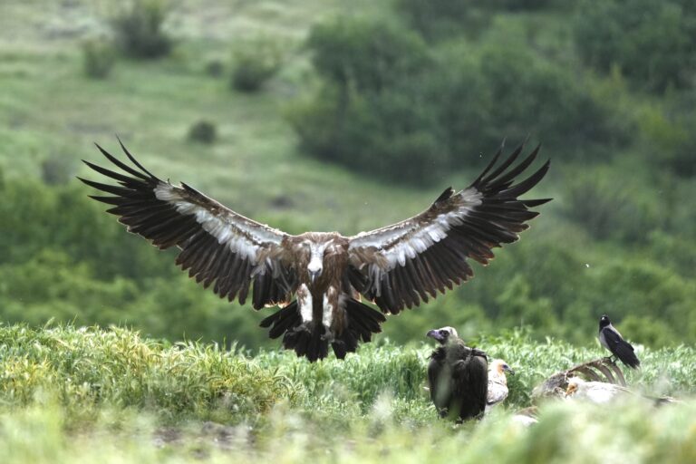 Vulture feeding sites