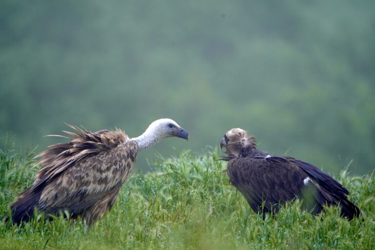 Vulture feeding sites