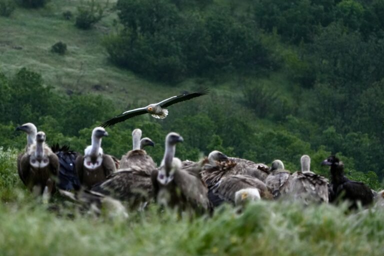 Vulture feeding sites