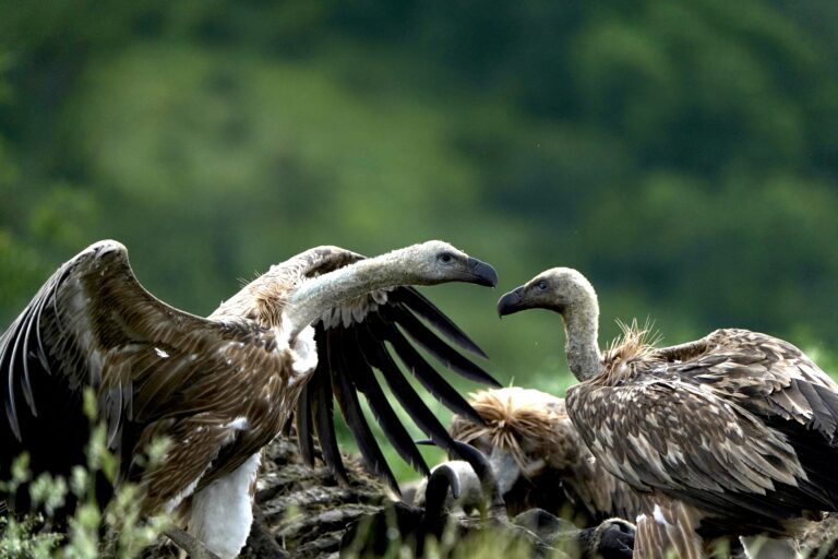 Vulture feeding sites
