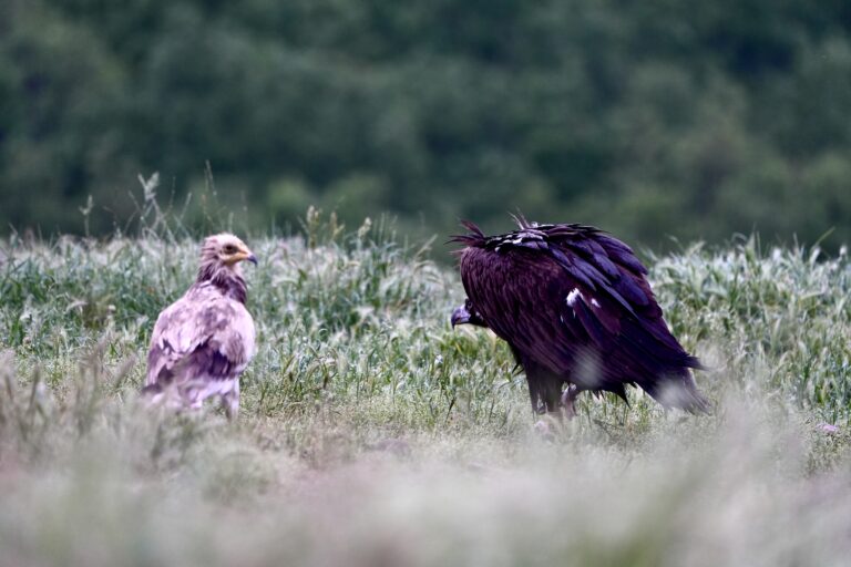 Vulture feeding sites